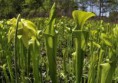 /album/fotogaleria-sarracenia/images-8-jpg1/